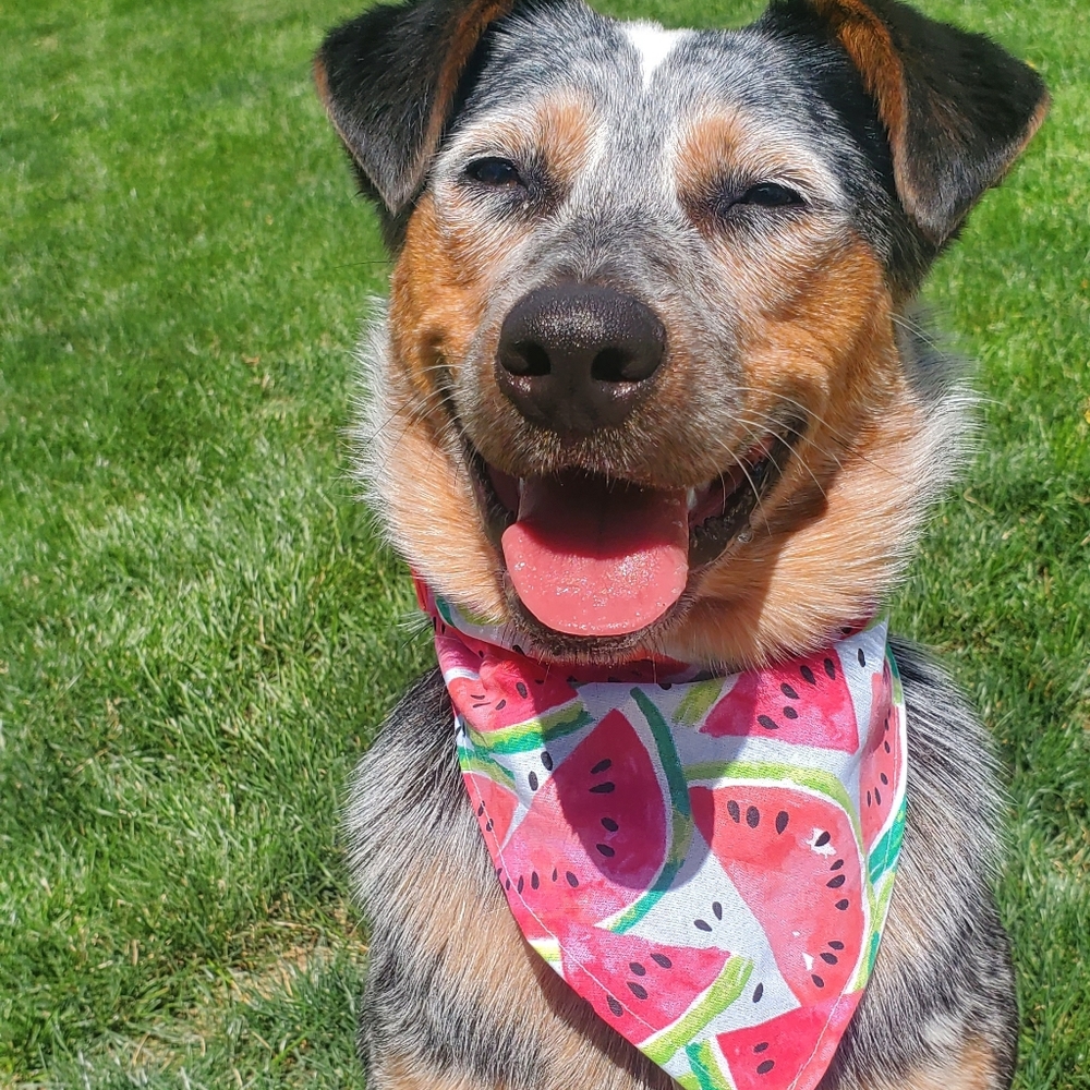 Dog bandana